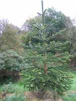 Monkey Puzzle Tree Discovered by Archibald Menzies